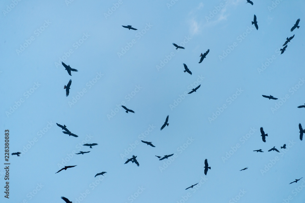 Naklejka dużo latawca ptaków na niebie nad polami