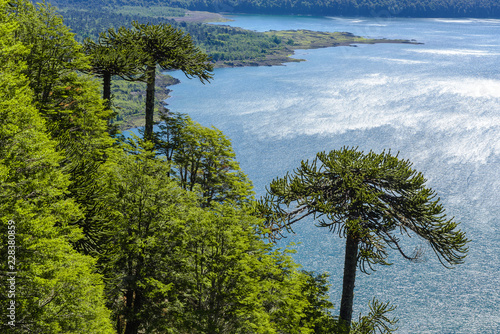 Araucaria forest in Conguillio National Park, Chile photo