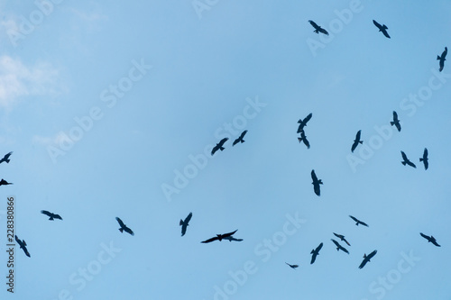 a lot of bird kite in the sky over the fields © donikz