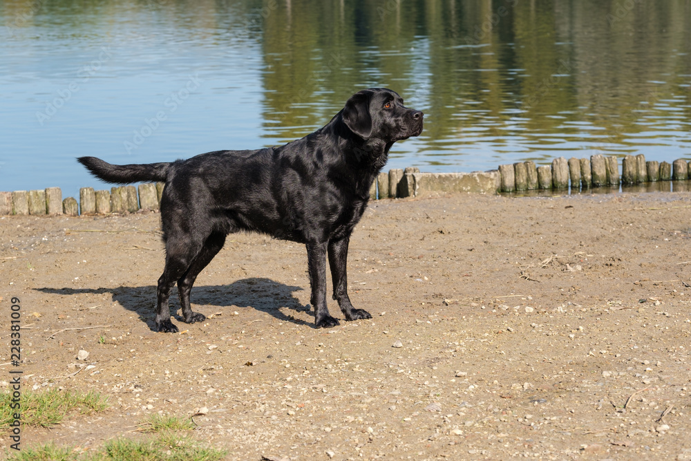 Black Labrador Retriever male adult, standing next to a pond on a sandy beach. Black Labrador Retriever male adult, standing next to a pond on a sandy beach.