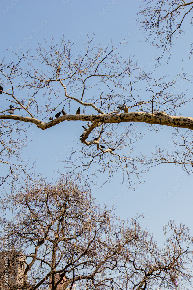 long branchy tree with pigeons on branches. The branchy tree and a group of pigeons birds in early spring long branchy tree with pigeons on branches. The branchy tree and a group of pigeons birds in early spring