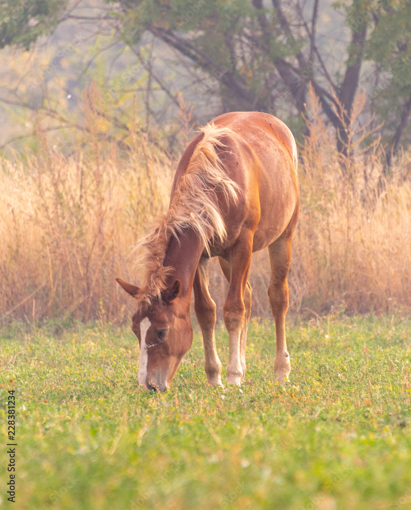 herd of horses on pasture herd of horses on pasture