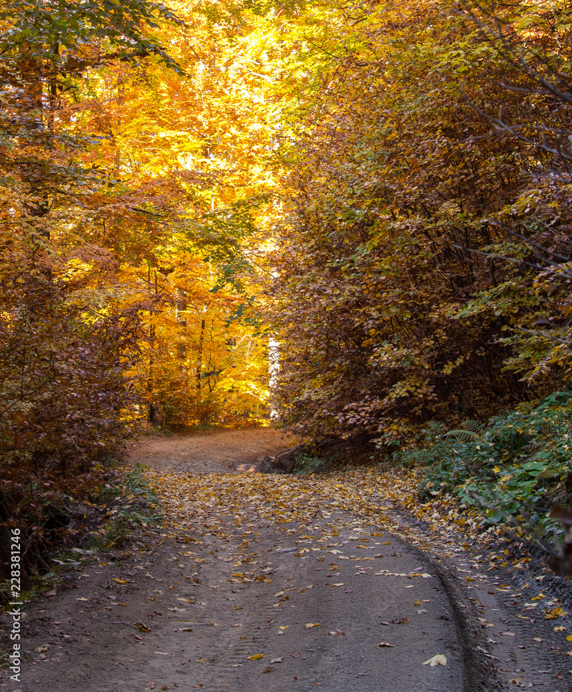 Fototapeta premium winding dirt road in autumnal deciduous forest