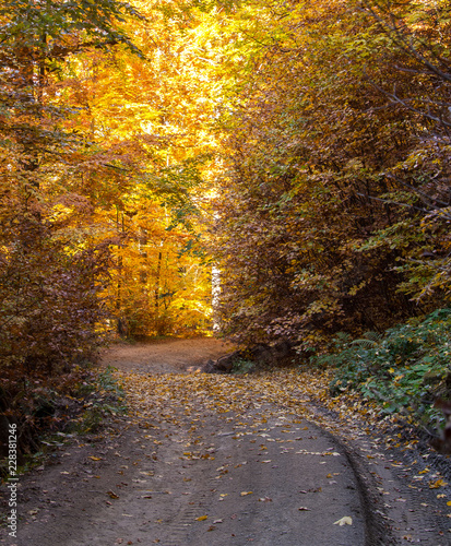 winding dirt road in autumnal deciduous forest