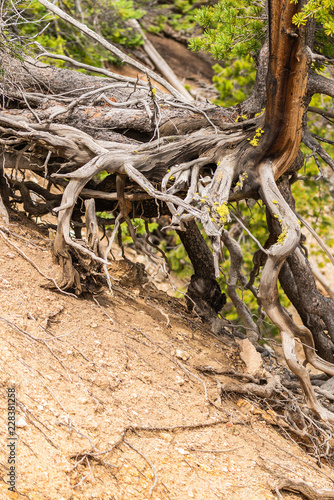 Tree with long roots above the ground at Artist Point in the Grand Canyon of the Yellowstone, Yellowstone National Park