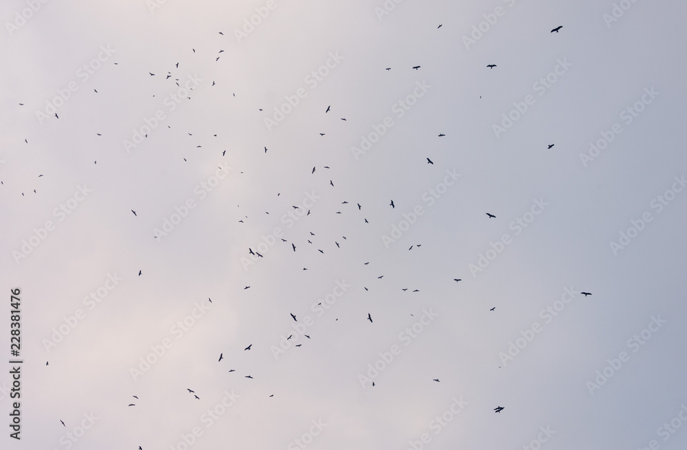 a lot of bird kite in the sky over the fields a lot of bird kite in the sky over the fields