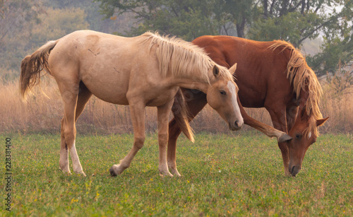 herd of horses on pasture