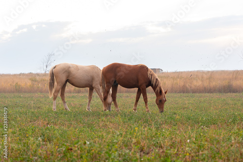 herd of horses on pasture © donikz