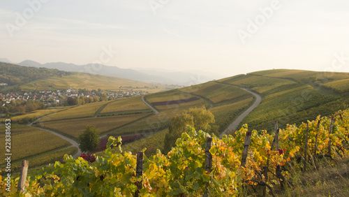 Herbstlandschaft in Baden, Blick vom Batzenberg bei Freiburg /Autumn landscape in Baden, view from the Batzenberg near Freiburg