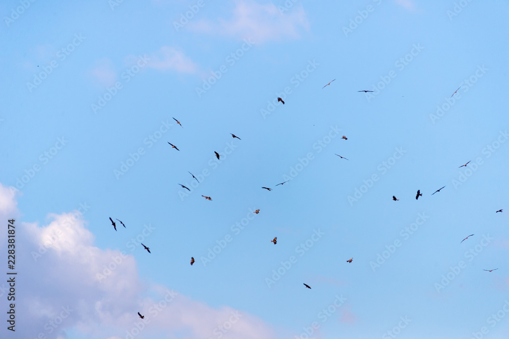 a lot of bird kite in the sky over the fields a lot of bird kite in the sky over the fields