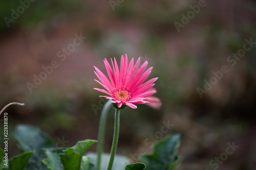 Fototapeta Naklejka Na Ścianę i Meble -  Sunflower