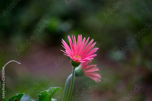 Fototapeta Naklejka Na Ścianę i Meble -  Sunflowers