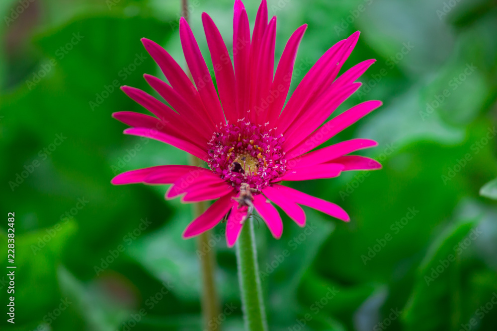 Obraz premium Sunflower