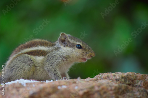 Squirrel photo