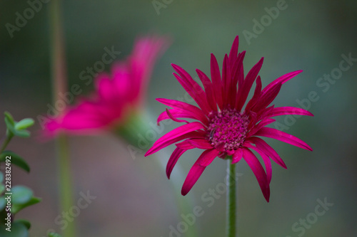 Fototapeta Naklejka Na Ścianę i Meble -  Common Sunflower