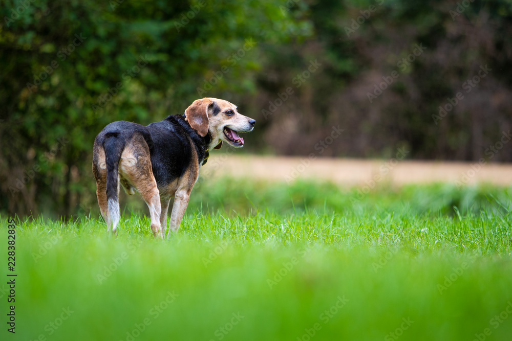 A beagle dog standing in grass and looking to the side.