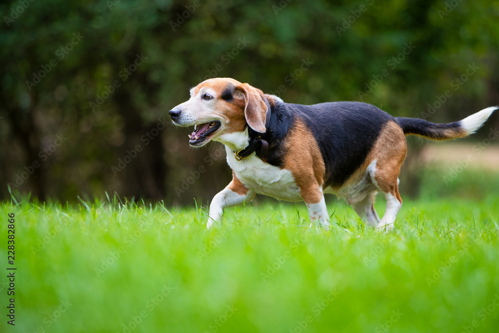 A happy beagle dog walking across a green lawn.