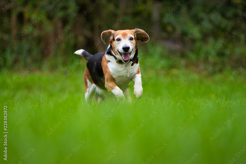 A happy beagle dog running in a field.