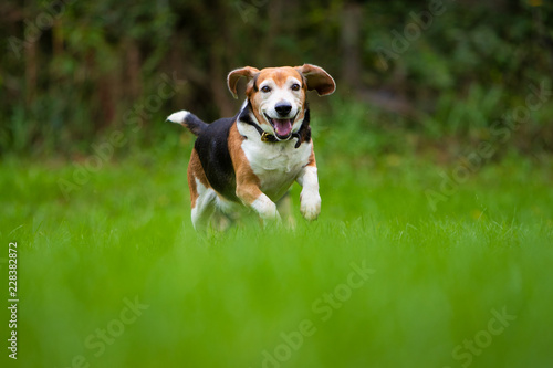 A happy beagle dog running in a field.