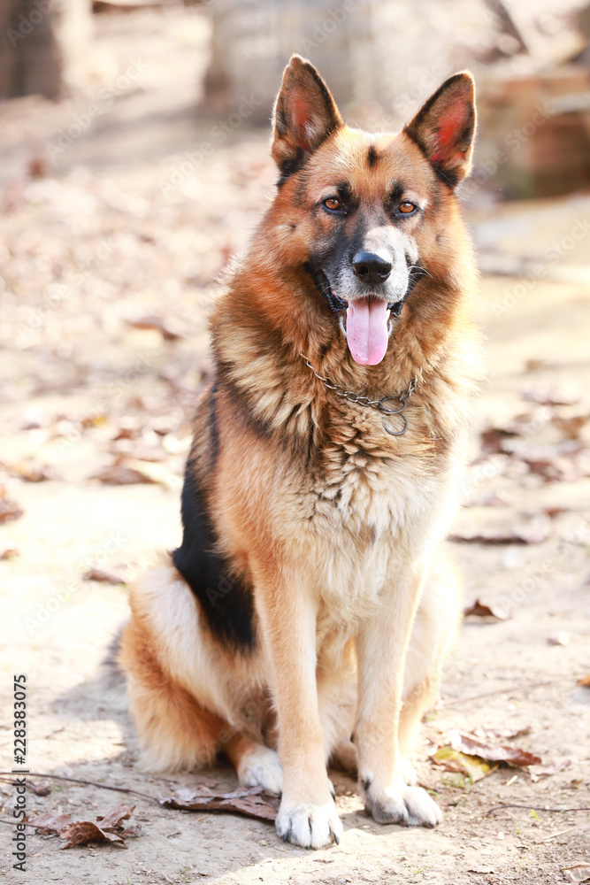 German shepherd dog canine portrait close up German shepherd dog canine portrait close up