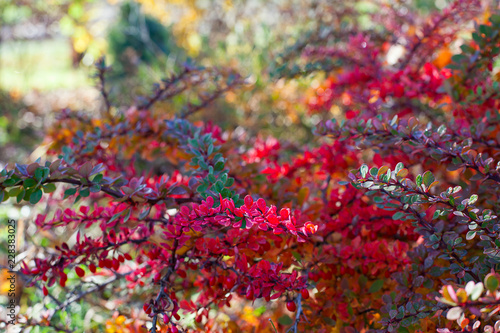 beautiful autumn bushes with colorful tiny leaves
