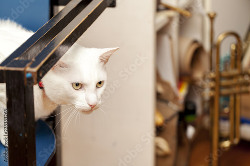 white cat with red necklase photo