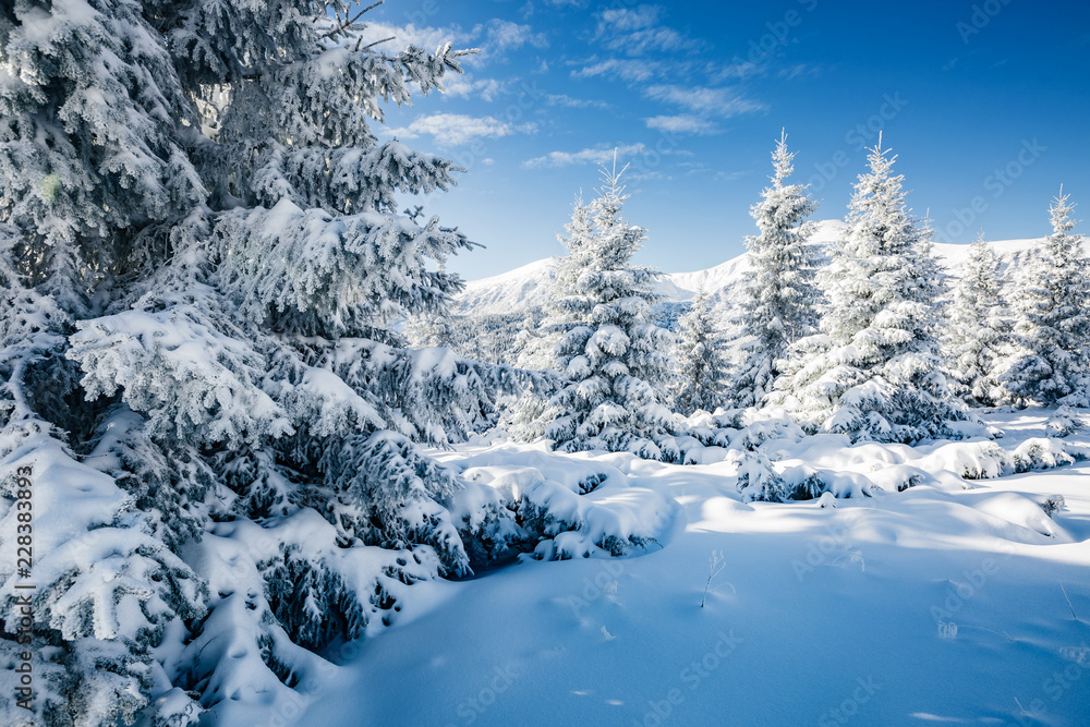 Majestic white spruces glowing by sunlight.