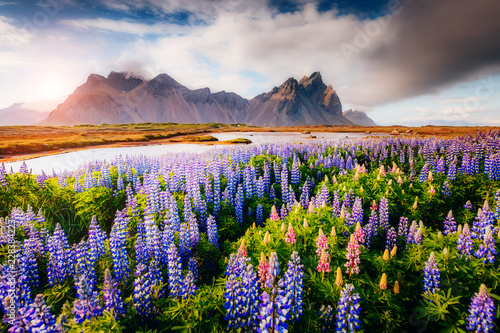 Magical lupine flowers glowing by sunlight.