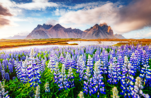 Magical lupine flowers glow...