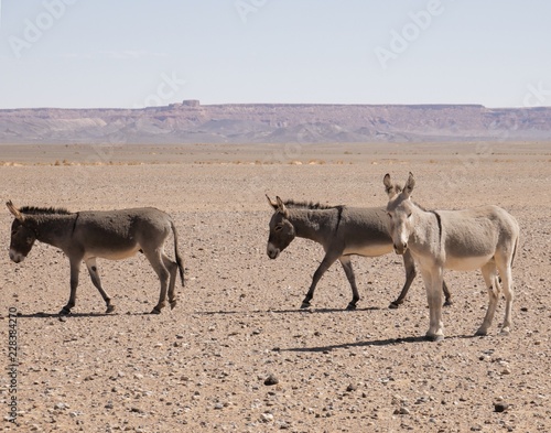 Donkey in Sahara desert Morocco
