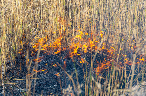 Wallpaper Mural fire in the field - dry grass Torontodigital.ca