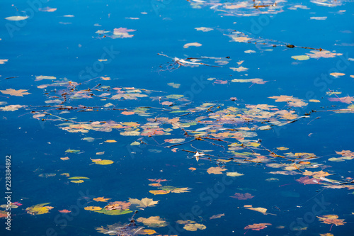 Foliage on clear water is one of the signs of" Indian summer " in Russia. Beautiful and sad time in Gatchina Park.