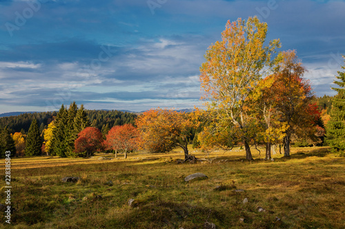 Colored Autumn in beautiful Czech National Park Sumava - Europe