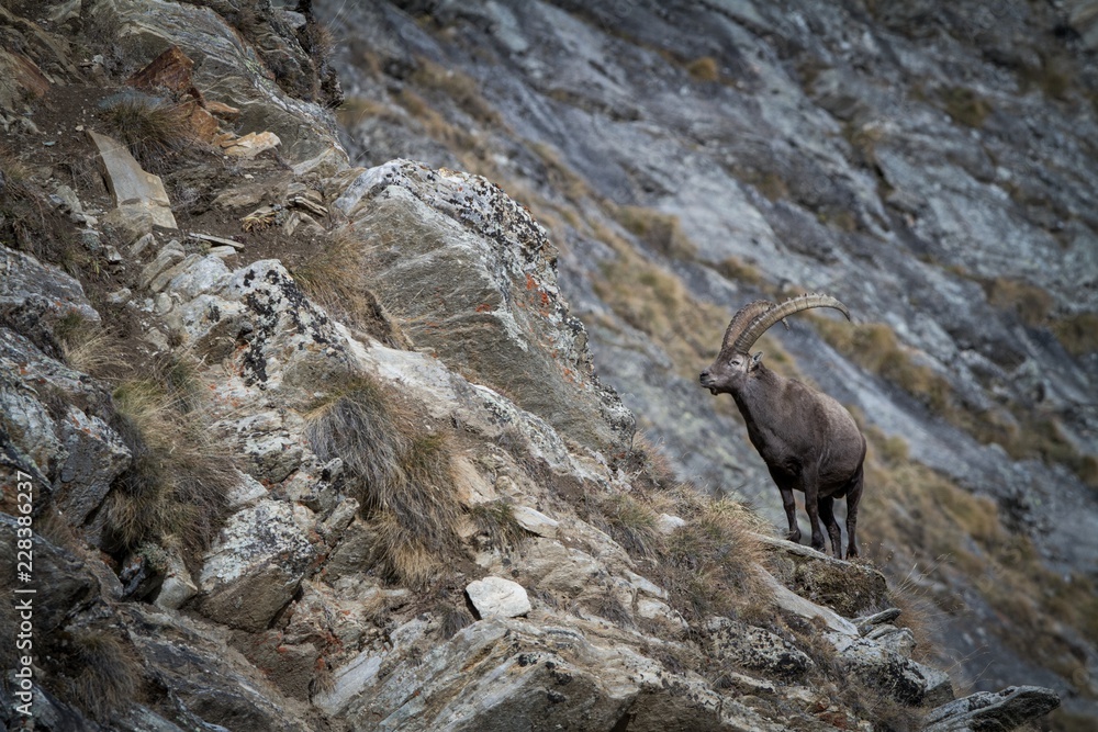 Alpine Ibex, Capra ibex, with rocks in background, National Park Gran Paradiso, Italy. Autumn in the mountain. Magnificent mammal with horns on the rock, herbivorous Alpine Ibex, Capra ibex, with rocks in background, National Park Gran Paradiso, Italy. Autumn in the mountain. Magnificent mammal with horns on the rock, herbivorous