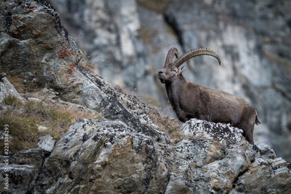 Alpine Ibex, Capra ibex, with rocks in background, National Park Gran Paradiso, Italy. Autumn in the mountain. Magnificent mammal with horns on the rock, herbivorous Alpine Ibex, Capra ibex, with rocks in background, National Park Gran Paradiso, Italy. Autumn in the mountain. Magnificent mammal with horns on the rock, herbivorous