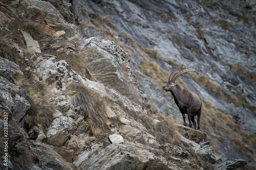 Alpine Ibex, Capra ibex, with rocks in background, National Park Gran Paradiso, Italy. Autumn in the mountain. Magnificent mammal with horns on the rock, herbivorous