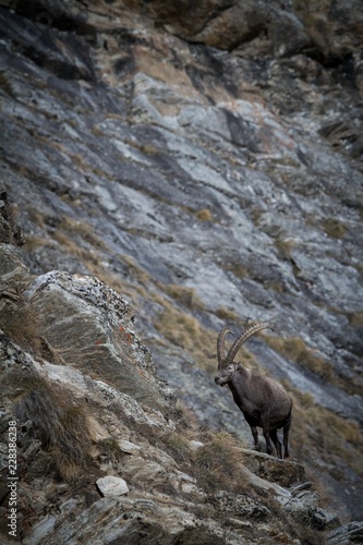 Alpine Ibex, Capra ibex, with rocks in background, National Park Gran Paradiso, Italy. Autumn in the mountain. Magnificent mammal with horns on the rock, herbivorous
