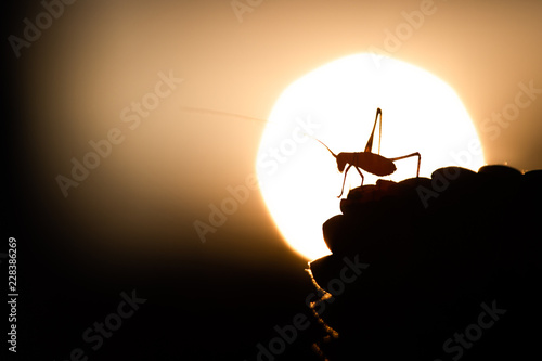 Heuschrecke im Sonnenuntergang