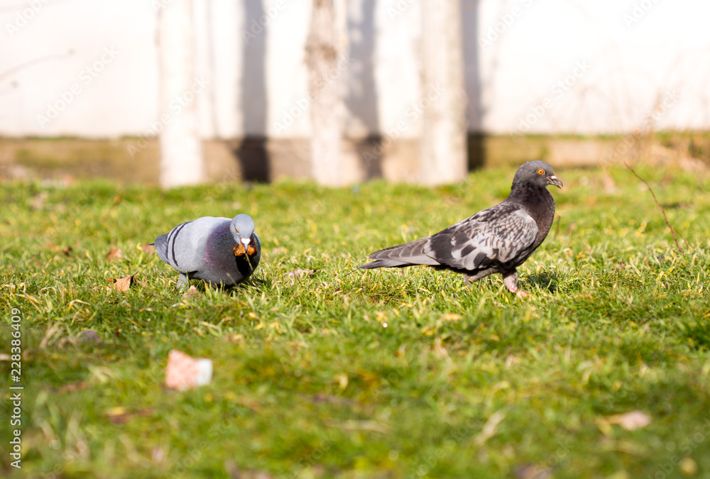Obraz premium Beautiful pigeon goes to find food