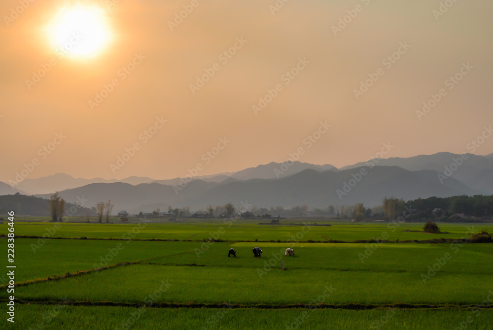 Worker in a rice field at sunset, mountains in the background.