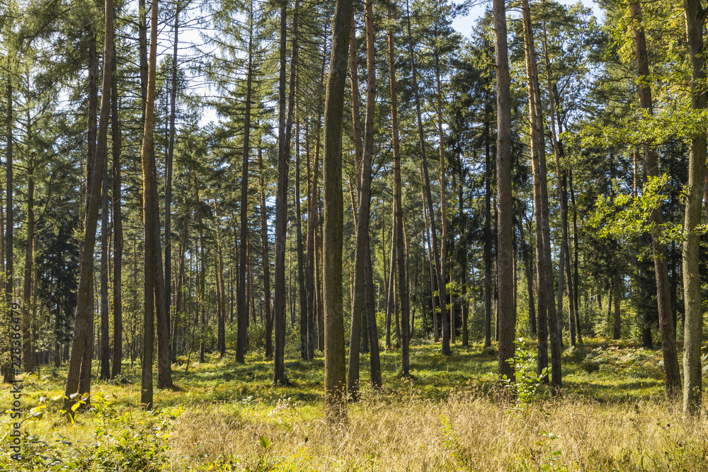 Obraz premium the beginning of the Golden Polish Autumn