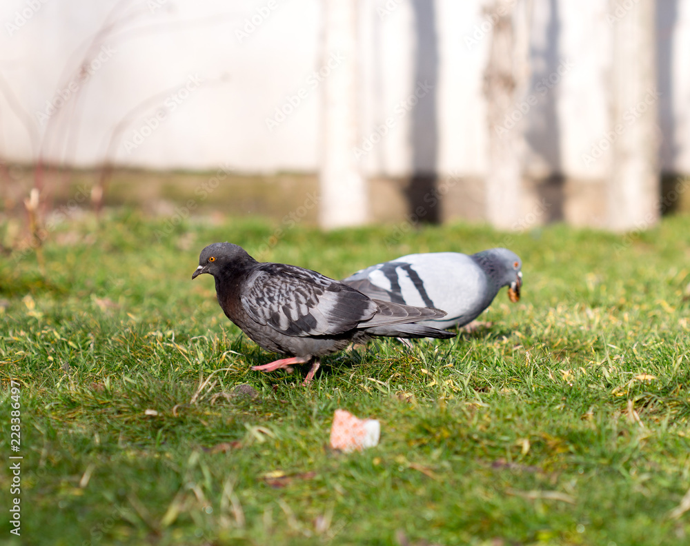 Obraz premium Beautiful pigeon goes to find food