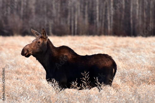 Cow Moose in a Canola Field 