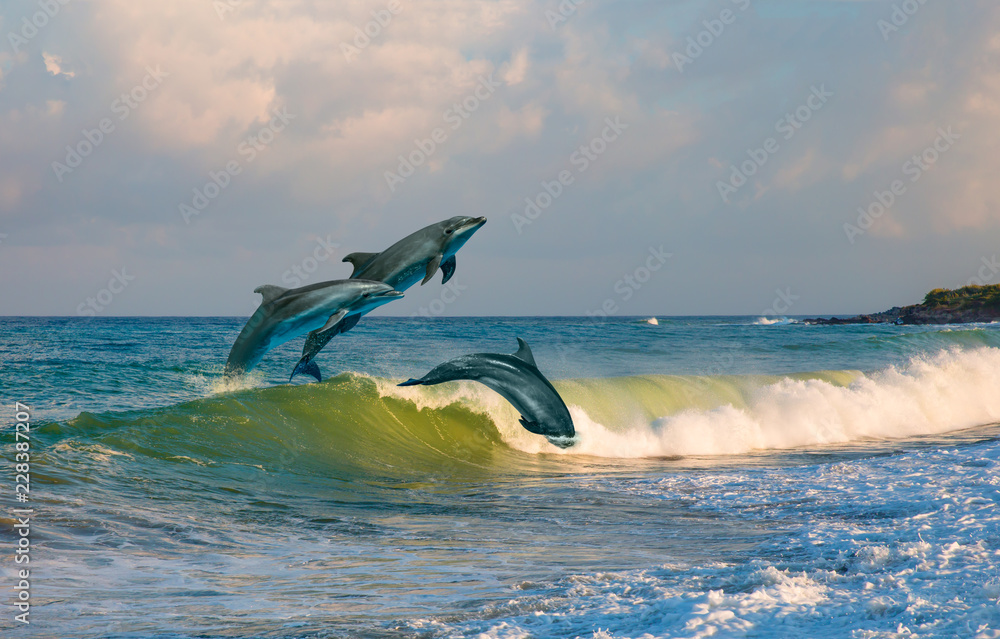 Obraz premium Grupa delfinów skoki na wodzie - piękny krajobraz i błękitne niebo