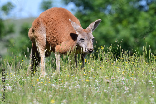 Portrait of a red kangarooo (Macropus rufus) in a grassy meadow photo