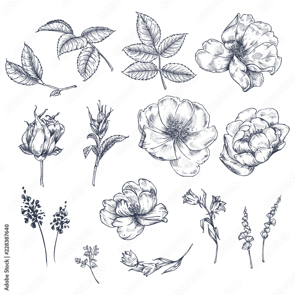 Fototapeta Kwiaty, liście i pąki róży. Zestaw. Wzór botaniczny w stylu vintage. Grafika. Piękna ilustracja do drukowania na tkaninach, odzieży, tapetach, opakowaniach i innych powierzchniach.