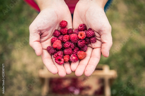 Freshly picked raspberries.  © ashtone6