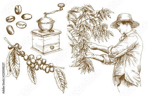 Farmer picking coffee beans. Hand drawn vector illustration.