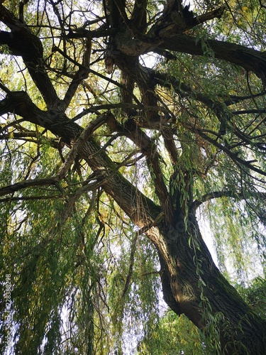 Branches 