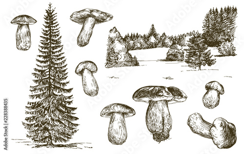 Set of mushrooms. Hand drawn vector illustration.